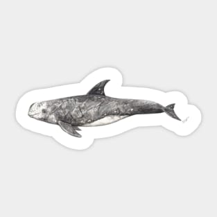 Risso´s dolphin Grampus griseus Sticker